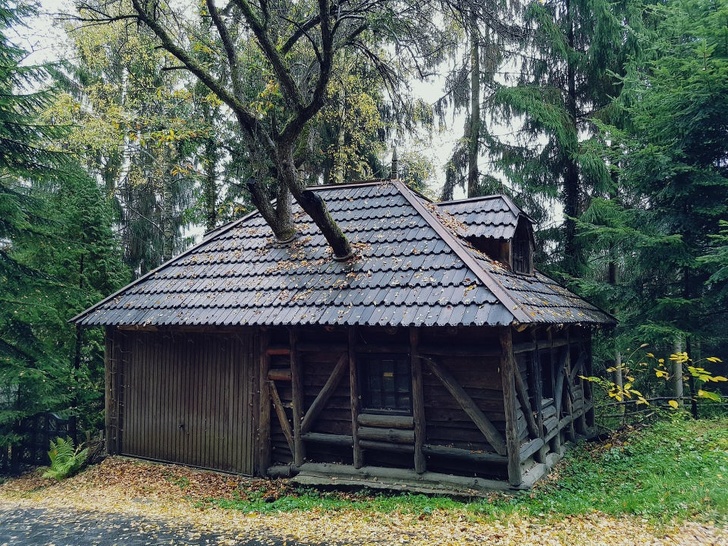 pohon raksasa